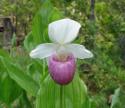 Lady Slipper's Avatar