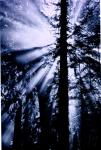 sempervirens's Avatar